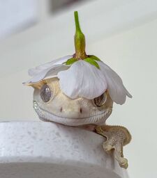 Cinnacin