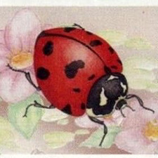 cherry