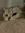 Bastienne