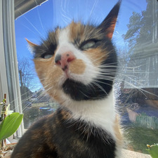 Lilly