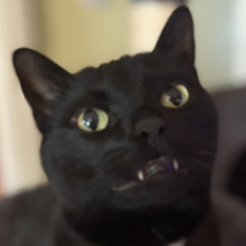cat Zaro