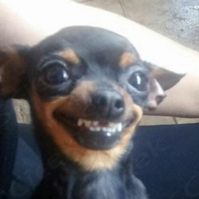 lubbis