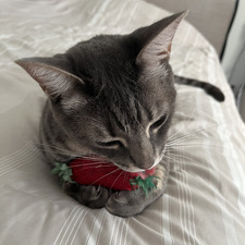 bella