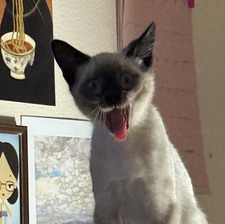 Chloe
