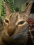 Rosalie