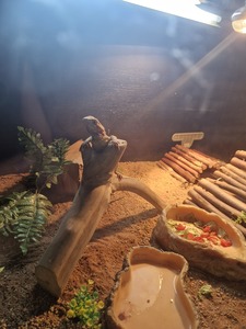 Alyssa Williamson-Purkhardt