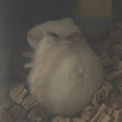 Karen