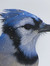 jaybirds