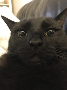 Laura