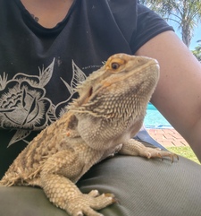 Mikki