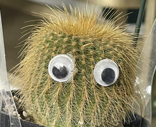 Lucy  ݁₊ ⊹ . ݁˖ . ݁·ꕤ