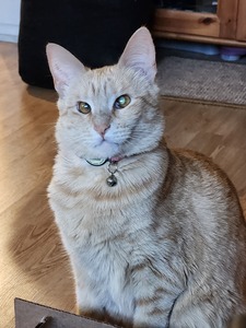 Trevor Mitchell