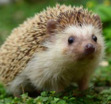 Evan