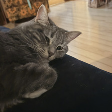 Emi