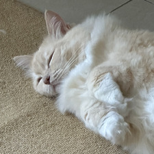 Iksha
