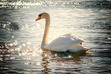 Silver Swan
