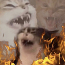 Ella skye ✨⭐️✨⭐️