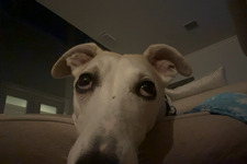 Sydney Apple
