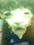 KatDawg