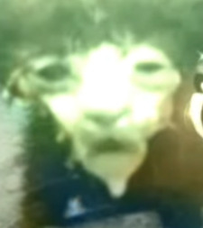 KatDawg