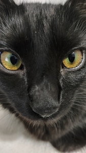 Dani