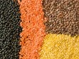LentilBean