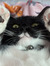 Hadlee H