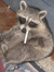 Raccoon