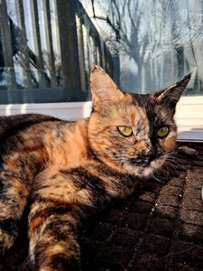 ✨️Steals shiny things✨️