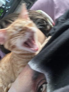 Nomi