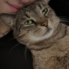 nikousee