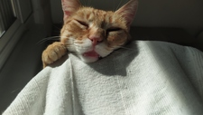 Niko