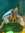 Agrima
