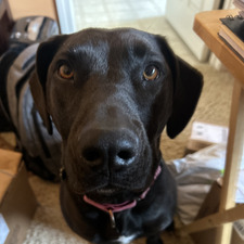 Morgan