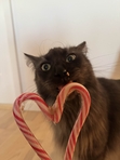 Kaya