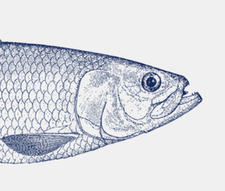fish32