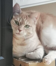 Vik