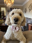 Hailey