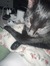 Selina