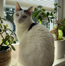 Gina
