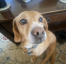 Mel