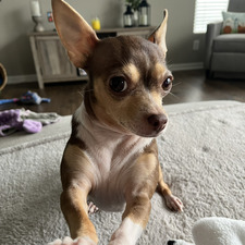 Gracie