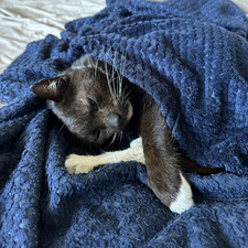 Chloé