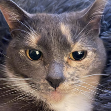 Bianca