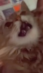 Babz