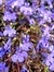 Violet...