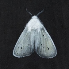 Moth