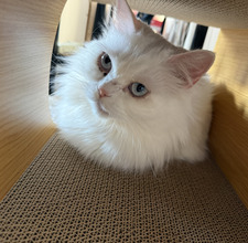 Kalea