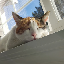 Kali