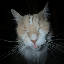 Danya
